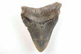 3.86" Fossil Megalodon Tooth - North Carolina - #200644-1